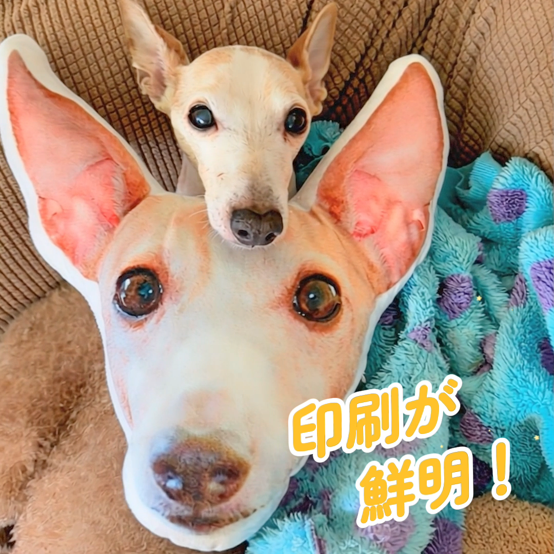 本物そっくり♪ペットクッション