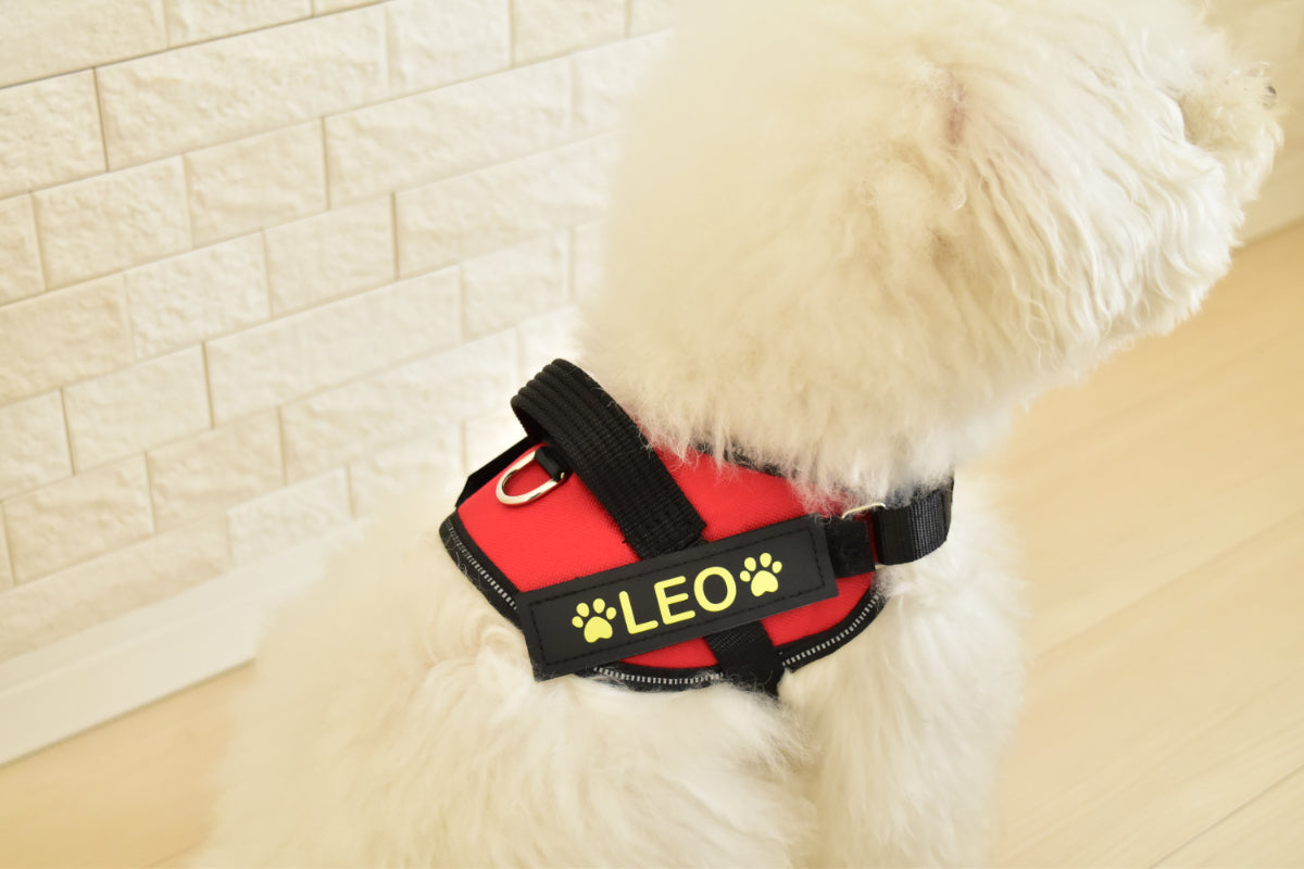 犬にハーネスを装着している様子