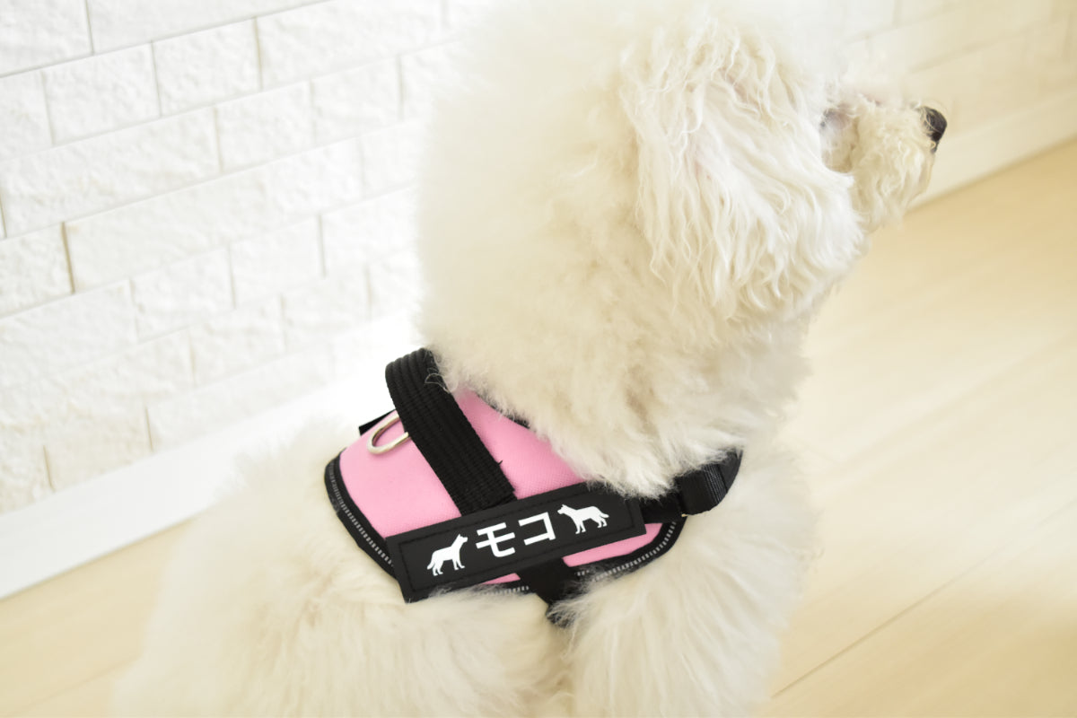 犬にハーネスを装着している様子