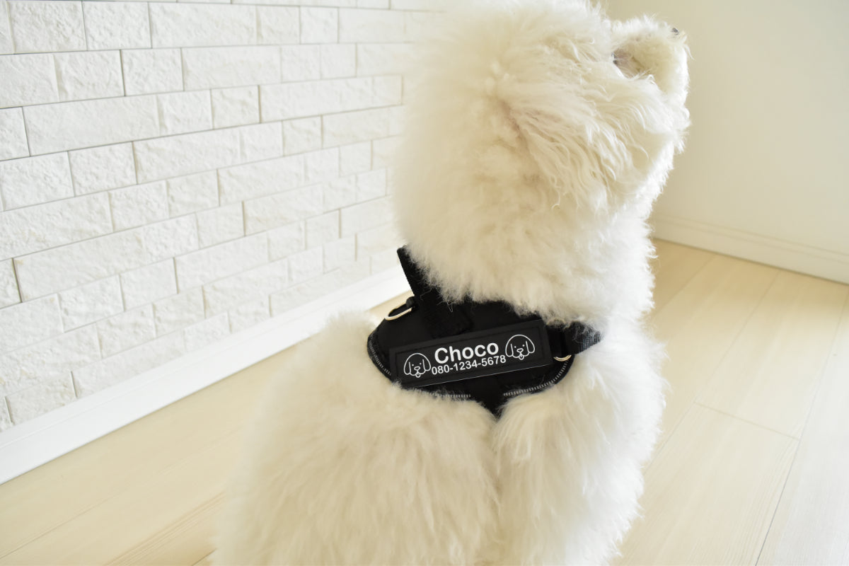 犬にハーネスを装着している様子