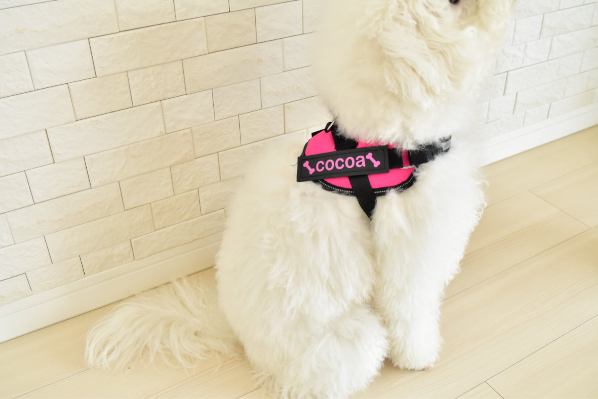 犬にハーネスを装着している様子