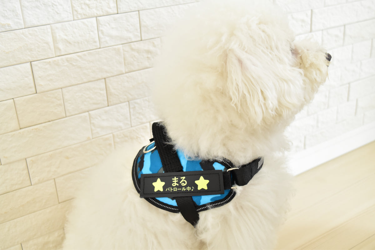 犬にハーネスを装着している様子